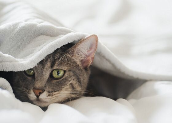 waarom-maakt-kat-mij-wakker-2