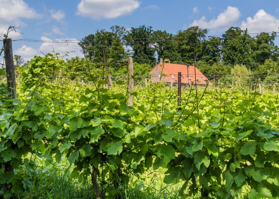 wijnbouw in Nederland