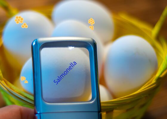 Meer salmonella bij legkippen ontdekt