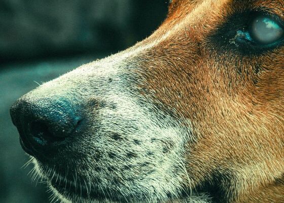 Wat als je hond blind wordt?