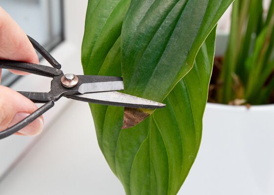 kamerplant bruine bladeren knippen