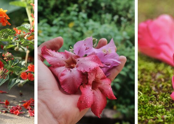 planten laten bloemen vallen