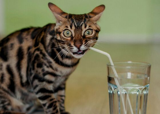 kat drinkt uit jouw glas