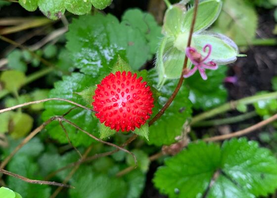 schijnaardbei Indiase aardbei