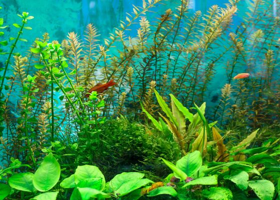 aquariumplanten