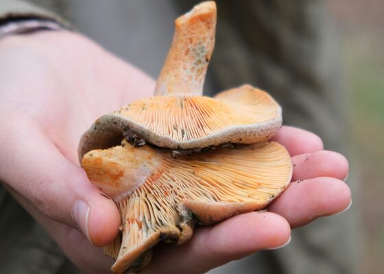 boswachters onderschepen paddenstoelen