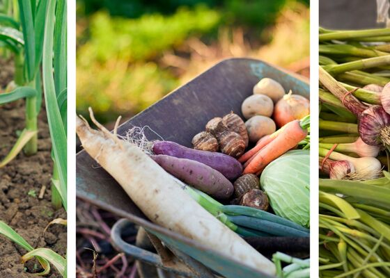 groentetuin in de winter