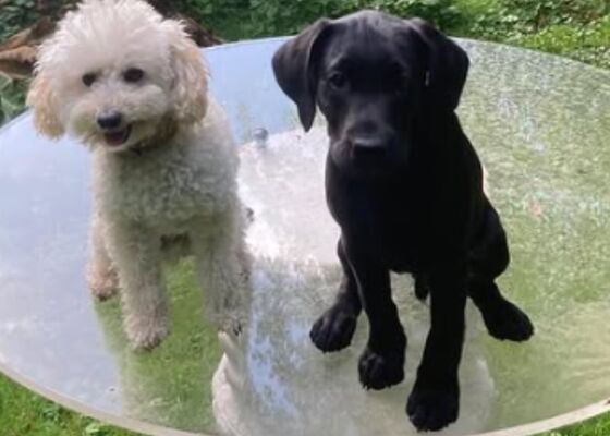 Hondje jagger labrador pup koningshuis