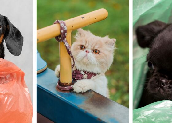 nep dierenfilmpjes reddingsfvideo's