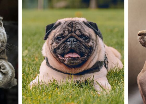 campagne tegen dierenleed