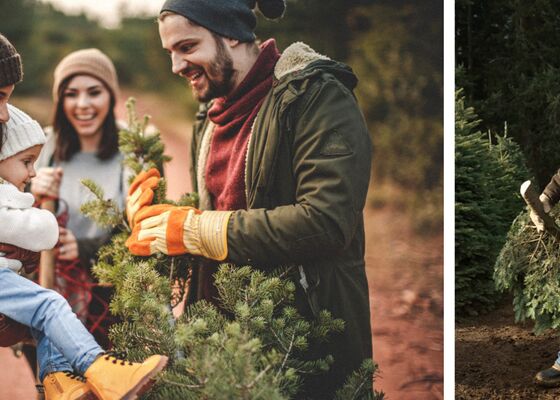 kerstboom zelf zagen in de natuur