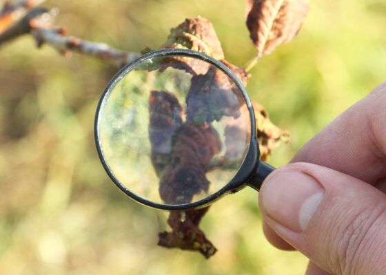 winterziektes buitenplanten