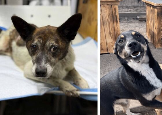 Animals Today House of Animals huisjes voor honden met kerst kerstdorp