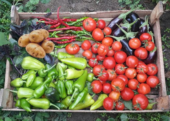 Gevoeligheid voor nachtschade-groenten