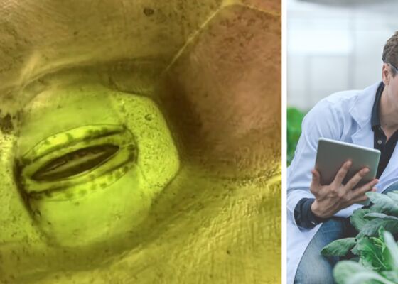 planten zien ademen wetenschap