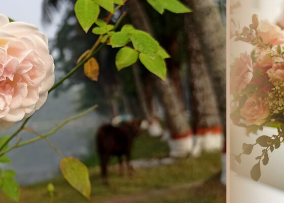 de risico's van geïmporteerde rozen