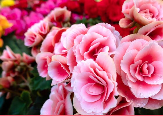 Camila de voorjaarsplant die verrast