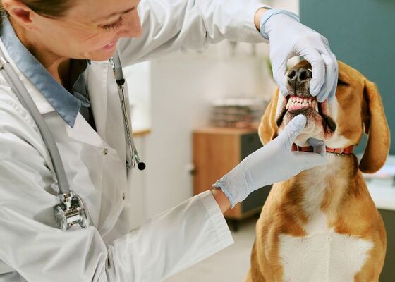 Gebitscontrole honden katten