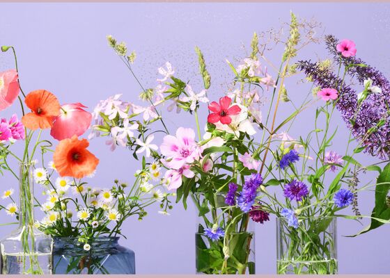 hebben bloemen echt bloemenvoeding nodig