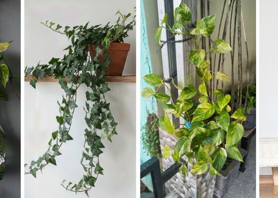 Klimplanten in huis
