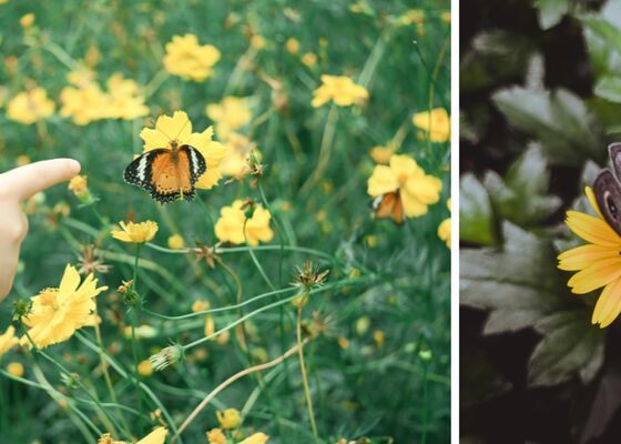 Vlindertelling vlinders