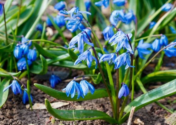 bloembollen invasieve soorten