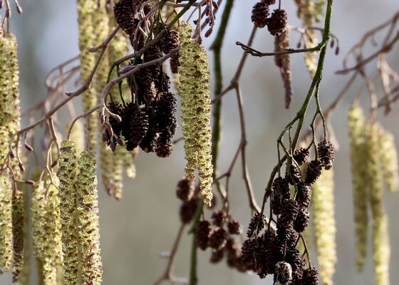 pollen enlzenpollen berkenpollen