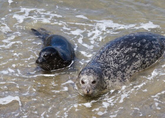 Zeehonden pups in de Waddenzee