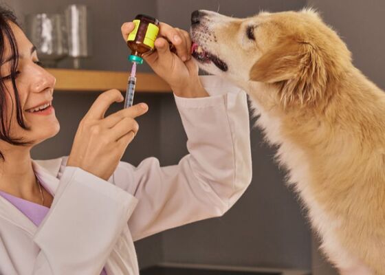 Denk jij dat je hond of kat goed beschermd is? De meeste eigenaren hebben het mis