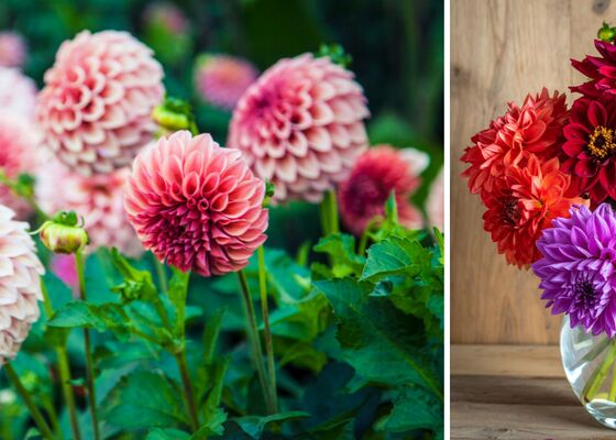 Dahlia's