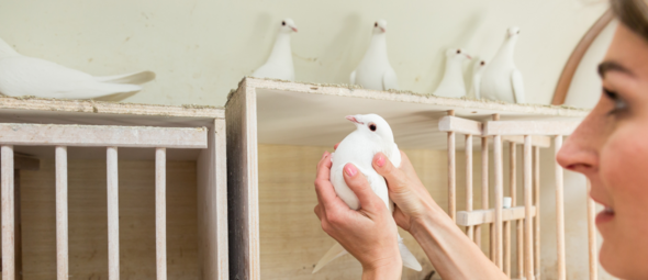 Duiven: hoe kun je deze houden? Tips en regels voor (post)duiven aan huis