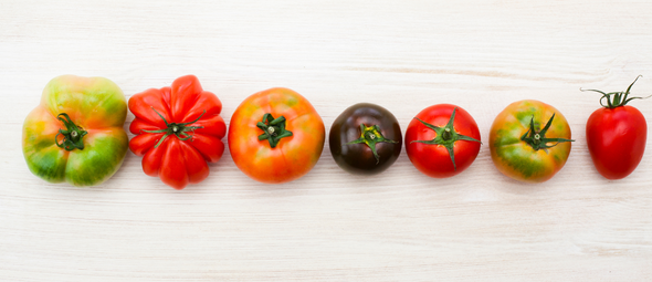 Tomaten in de tuin: ontdek de kleurrijke wereld van tomatenrassen