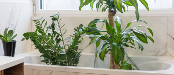 Waarom je je kamerplanten écht vaker zou moeten douchen