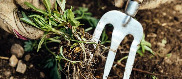 Woekerplanten in je tuin? Zo houd je ze in toom