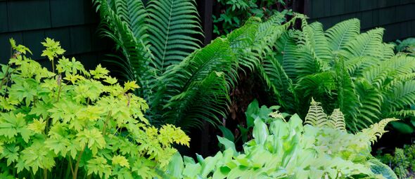 Planten voor de schaduw: tover jouw donkere tuinhoekjes om tot een groene oase