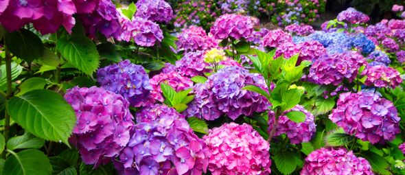 Hortensia’s snoeien: wanneer, hoe en waarom?