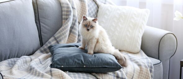 Kattenpis stank: huis-, tuin- en keukenmiddelen of speciale geurverwijderaars