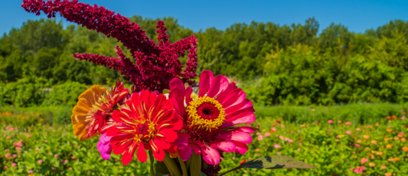 Veilige keuze: biologische bloemen zonder bestrijdingsmiddelen -verkooppunten