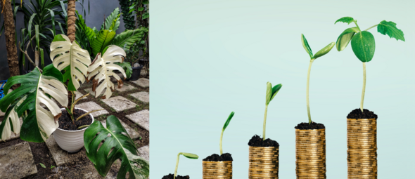 De duurste planten ter wereld: bladeren van waarde