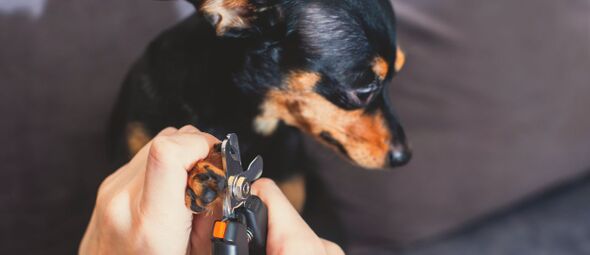 Nagels knippen bij honden: hoe doe je dat zelf?