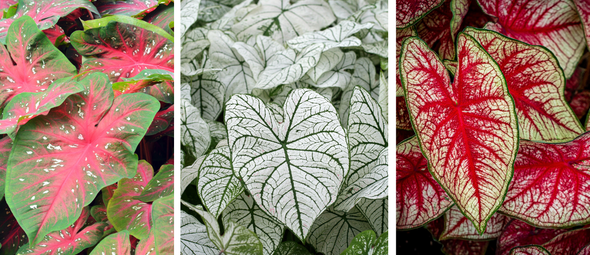 De olifantsoor (Caladium) is terug: de plant met charisma
