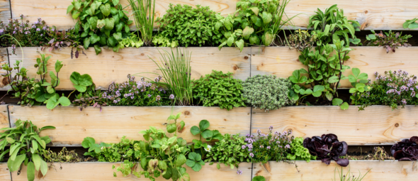 Groen de hoogte in: verticaal tuinieren is dé zomerse tuintrend van 2025