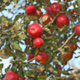 Appels overschot