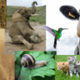 Dierenfeitjes
