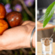 Avocadopit avocado