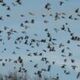 Vogels