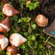 bloembollen planten