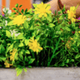 kunstplanten voor buiten