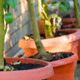 planten potten buiten winter
