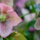 helleborus